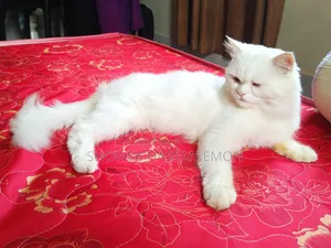 1+ year Male Purebred Persian