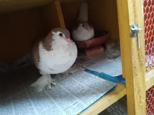 Siraji Brown Color Male Female