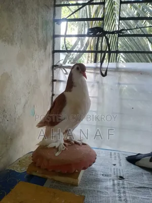 Siraji Brown Color Male Female