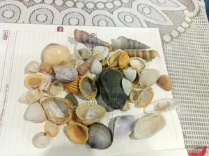 কক্সবাজারের সমুদ্রের শামুক