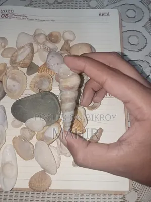 কক্সবাজারের সমুদ্রের শামুক