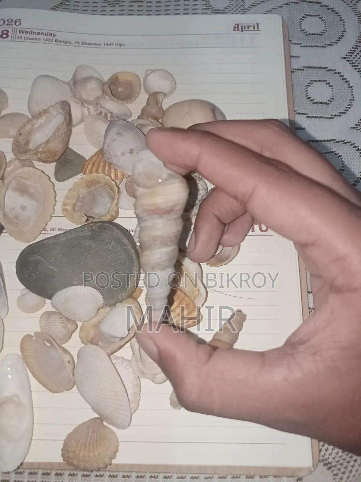 কক্সবাজারের সমুদ্রের শামুক