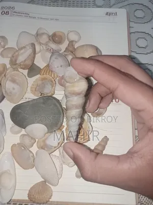 কক্সবাজারের সমুদ্রের শামুক