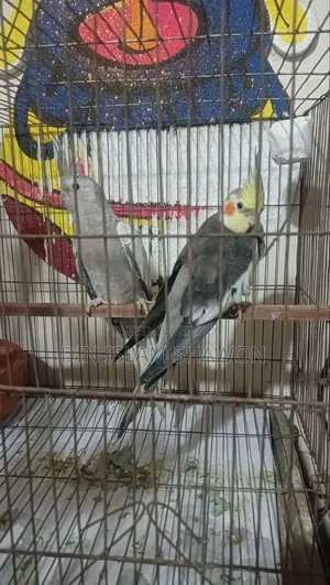 Cockatiel Bird