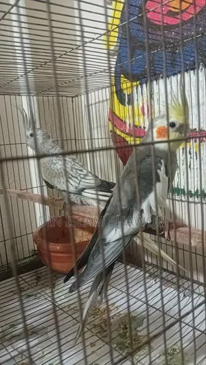 Cockatiel Bird