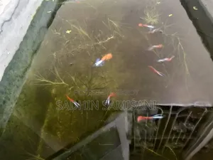 বিক্রির জন্য আরটিপি গাপ্পি