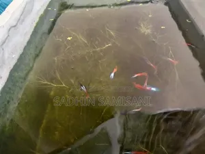 RTP Guppy for Sale