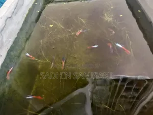 RTP Guppy for Sale
