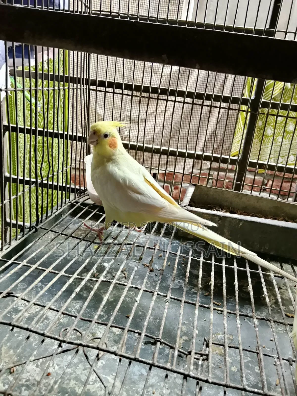 Cocatel Lutino Heavy Parl Big Size Breeding Pair