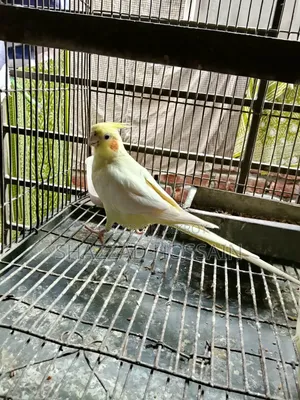 Cocatel Lutino Heavy Parl Big Size Breeding Pair