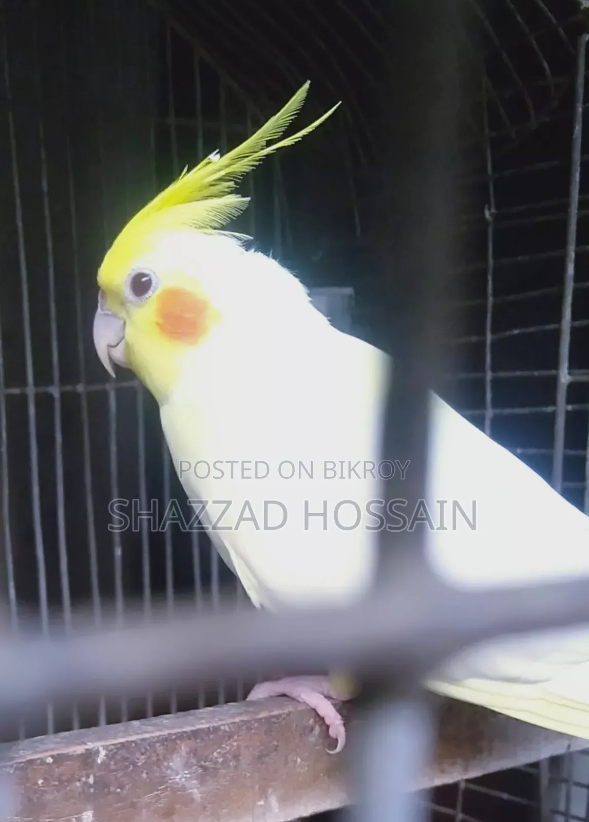 Cocatel Lutino Heavy Parl Big Size Breeding Pair