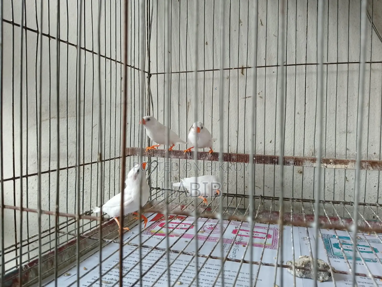 Finch Finch