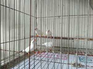 Finch Finch