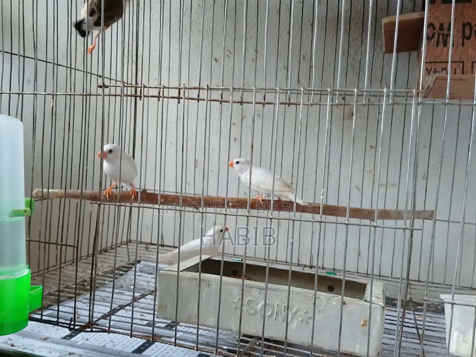 Finch Finch
