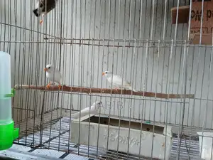 Finch Finch