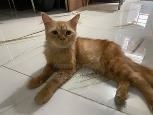 6-12 Months Male Purebred Persian