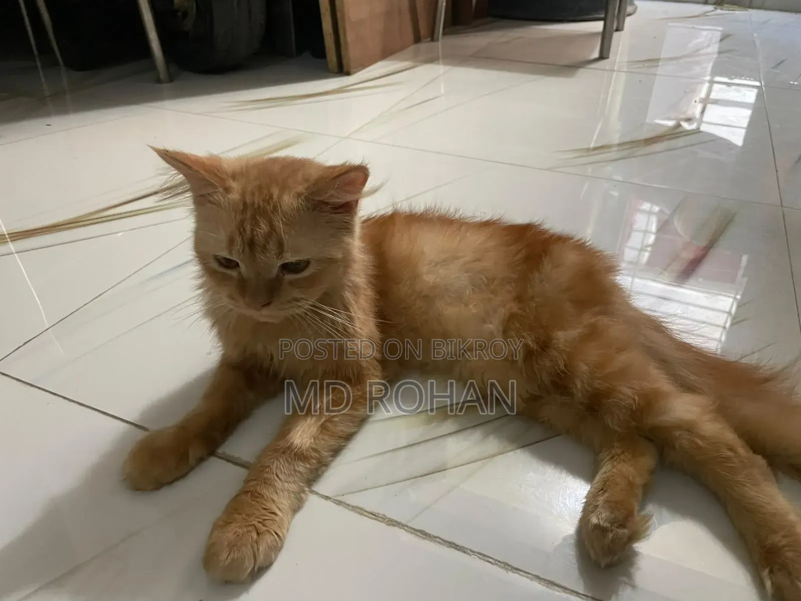 6-12 Months Male Purebred Persian