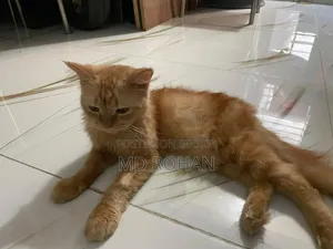 6-12 Months Male Purebred Persian