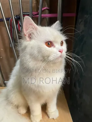 6-12 Months Male Purebred Persian