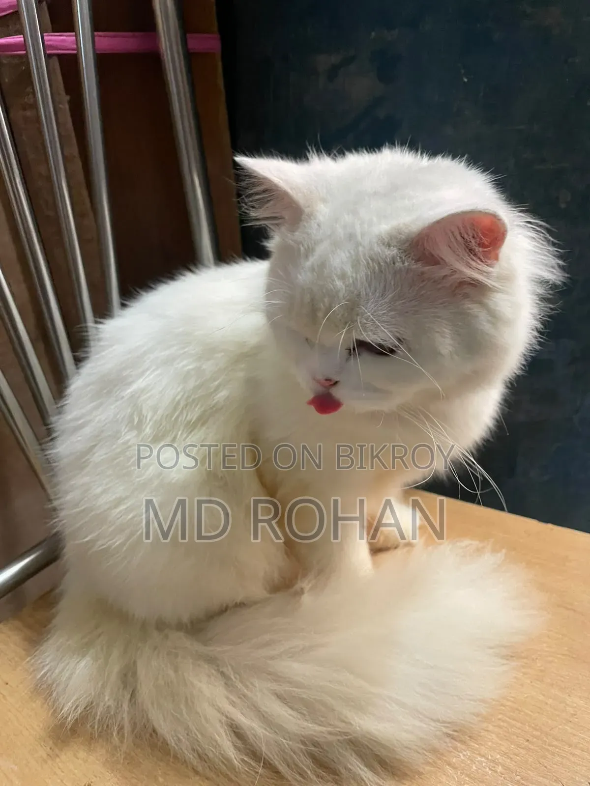 6-12 Months Male Purebred Persian