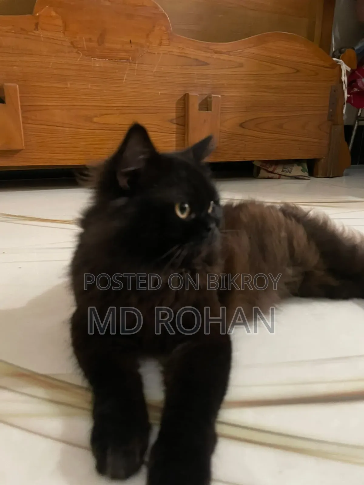 6-12 months Male Purebred Persian