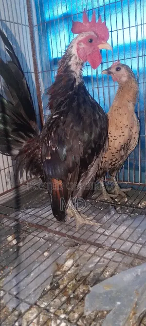 Good breed chicken