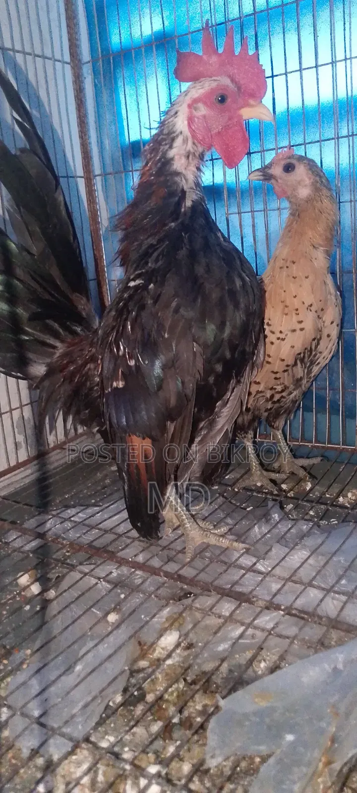Good breed chicken