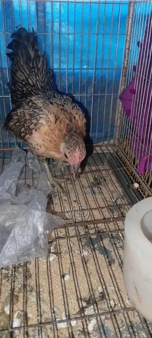 Good breed chicken