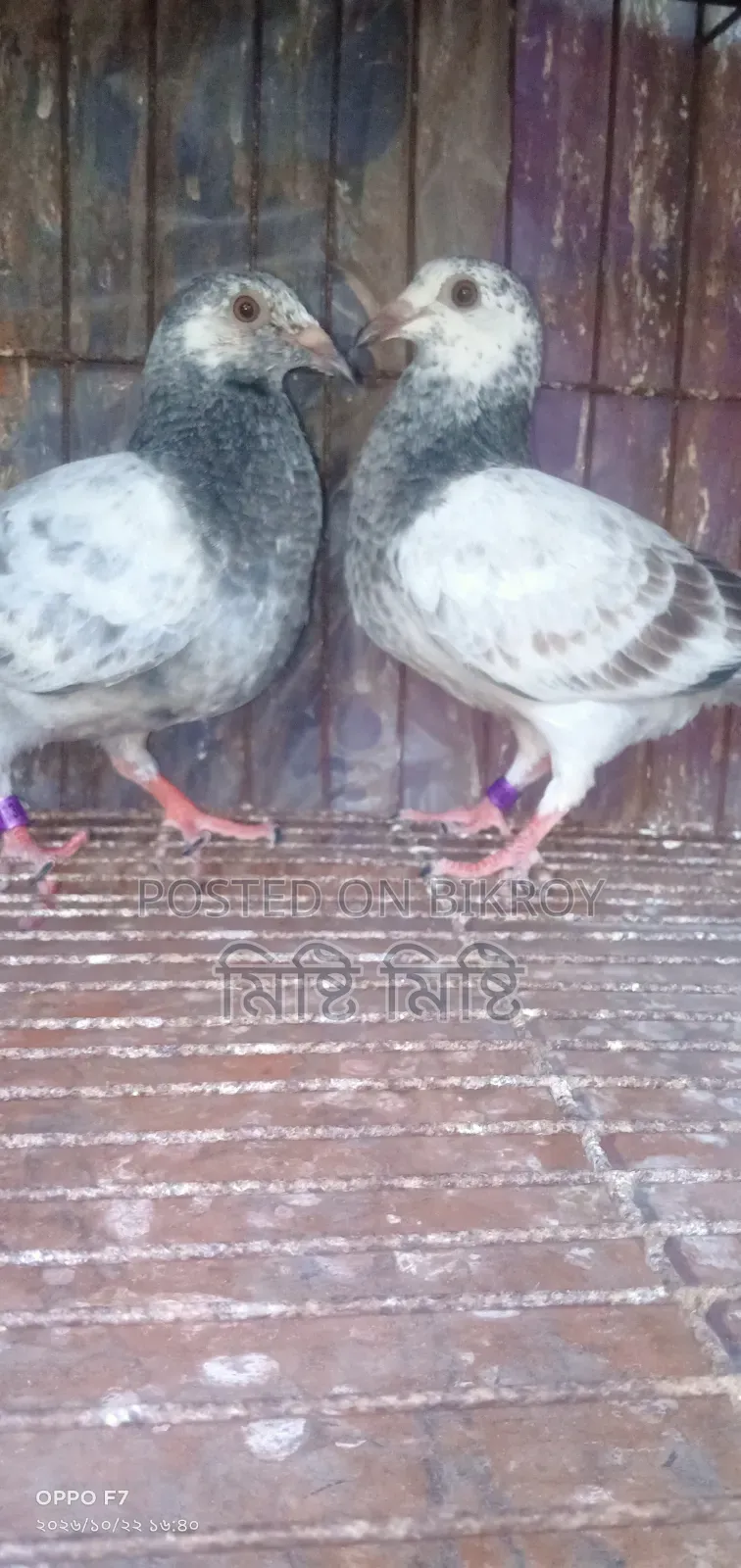 Afsan Girizel Baby for Sale