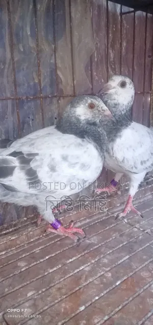 Afsan Girizel Baby for Sale