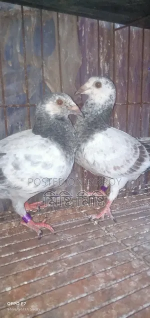 Afsan Girizel Baby for Sale
