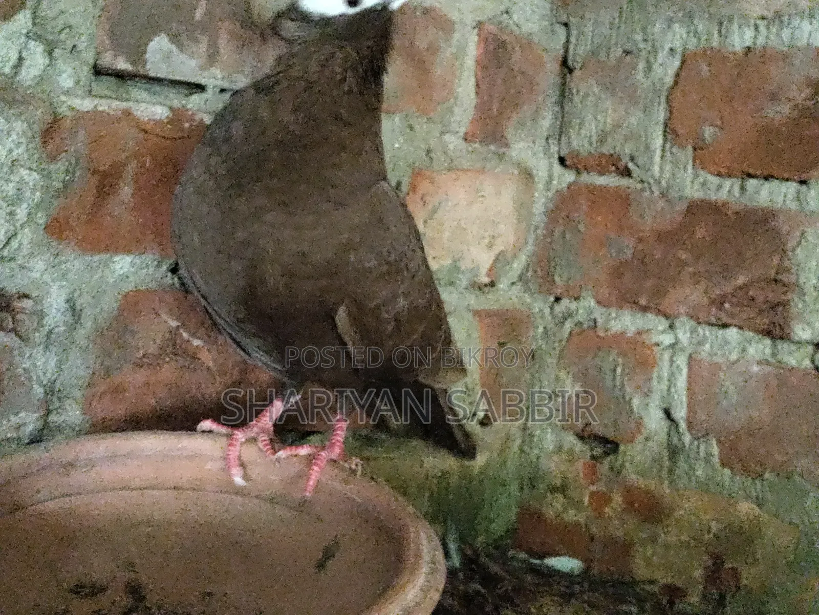 Mukkhi Pigeon for Sale