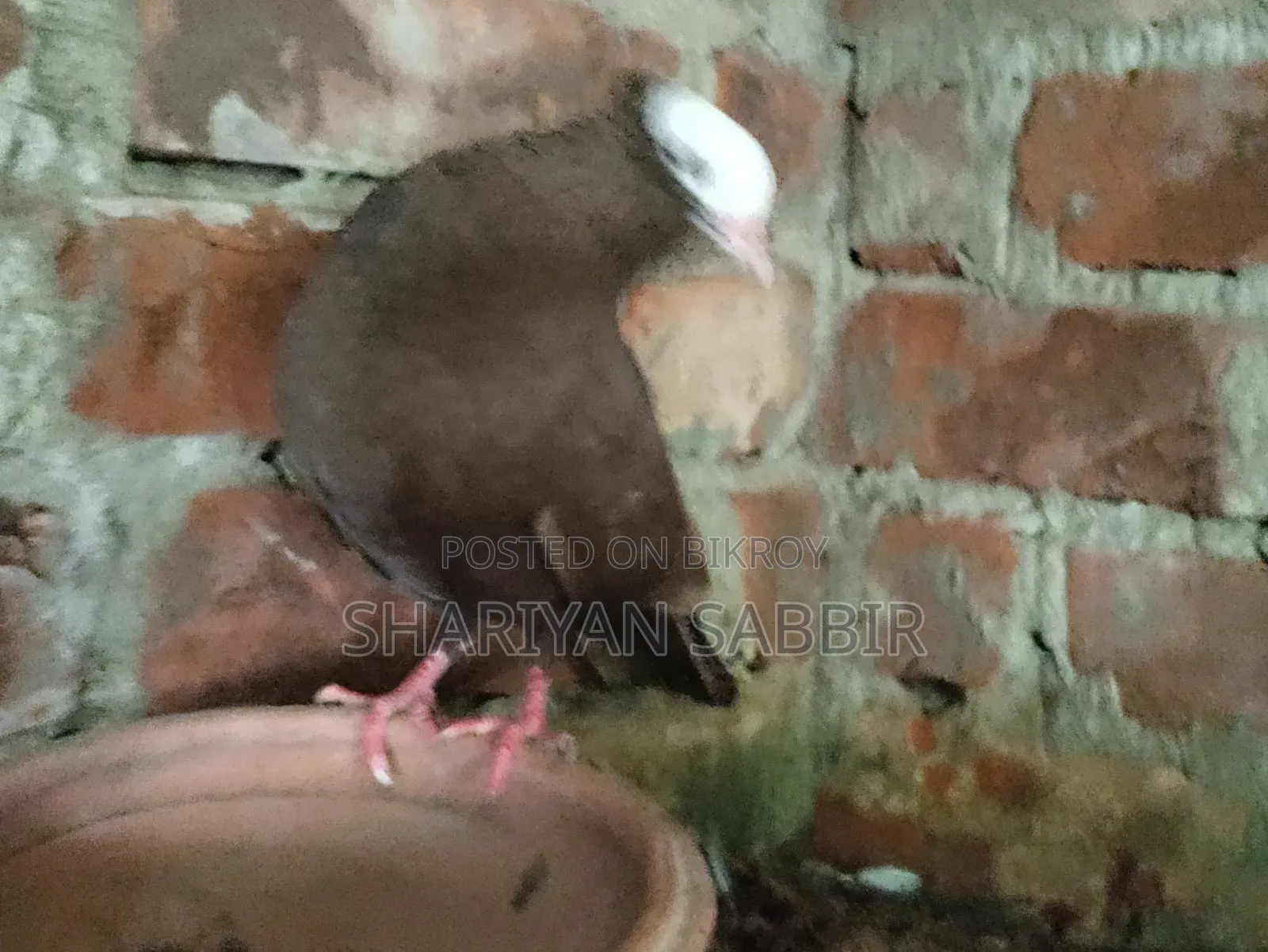 Mukkhi Pigeon for Sale