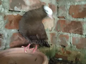 Mukkhi Pigeon for Sale