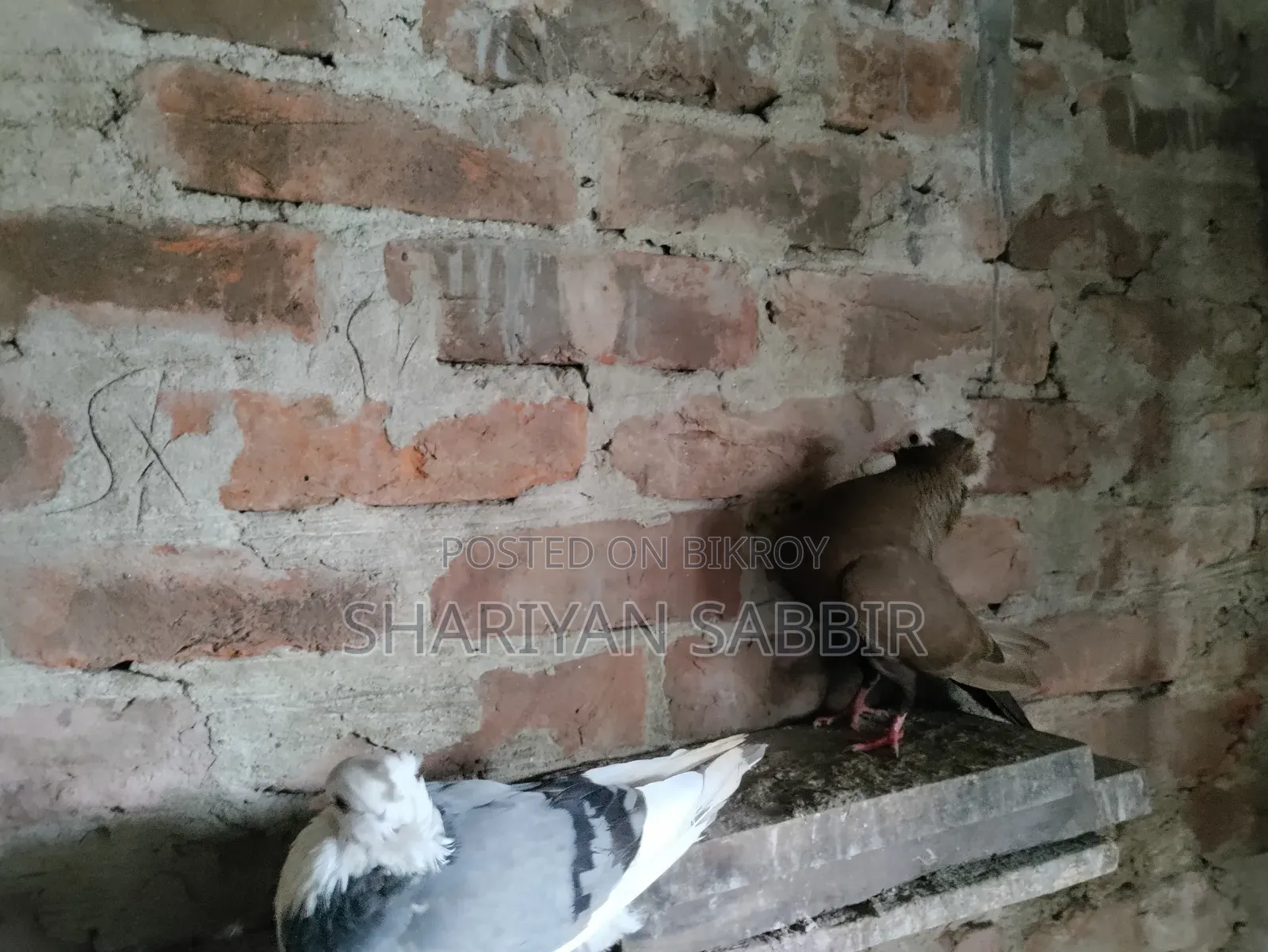 Mukkhi Pigeon for Sale