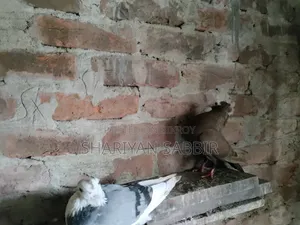 Mukkhi Pigeon for Sale