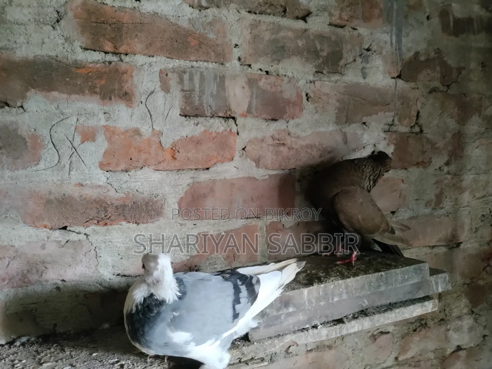 Mukkhi Pigeon for Sale
