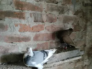 Mukkhi Pigeon for Sale