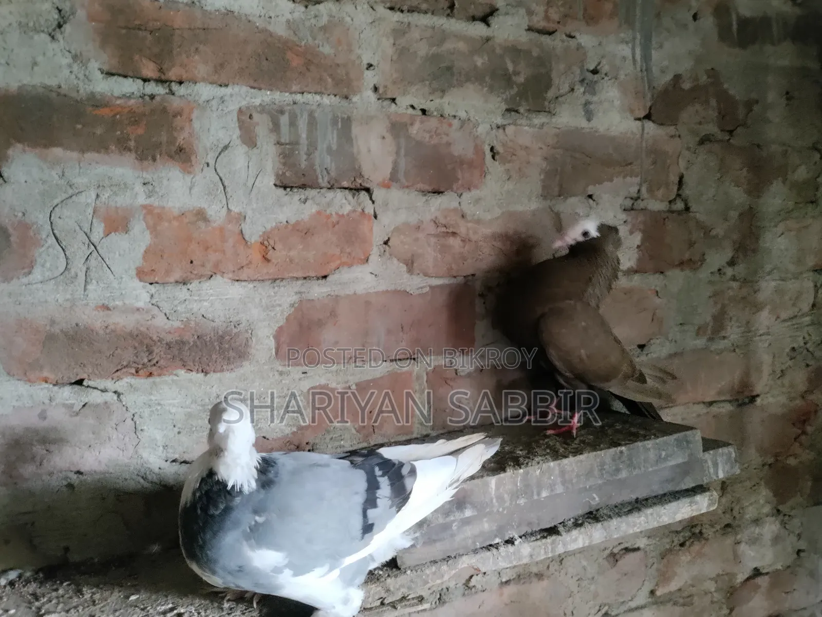 Mukkhi Pigeon for Sale