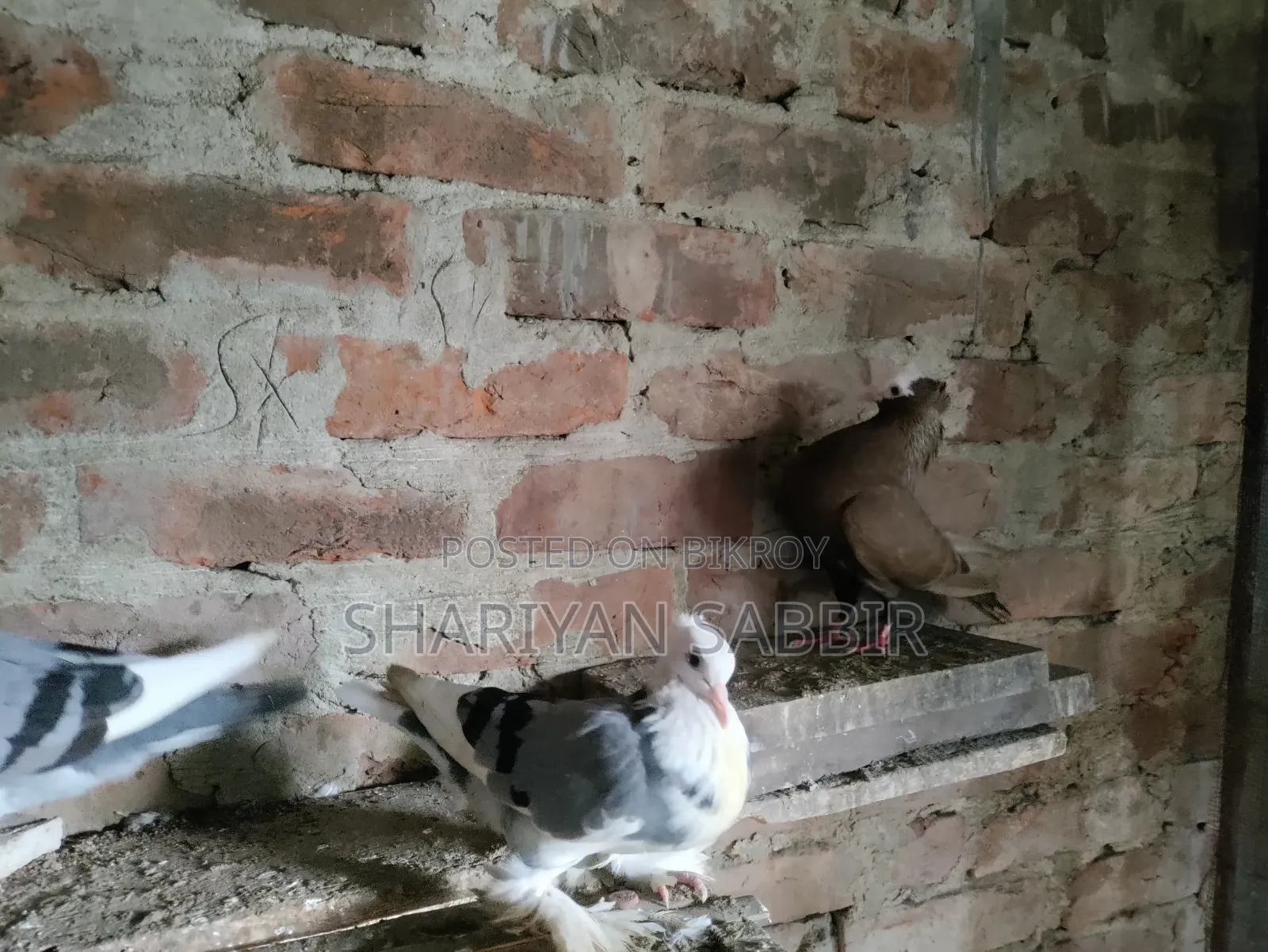 Mukkhi Pigeon for Sale