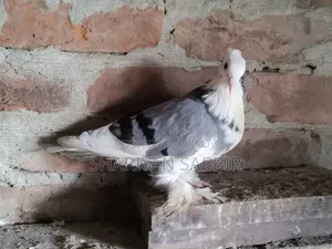 Madrazi Raj Golla
