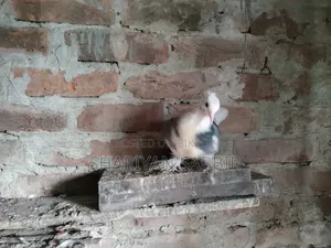 Madrazi Raj Golla