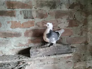 Madrazi Raj Golla