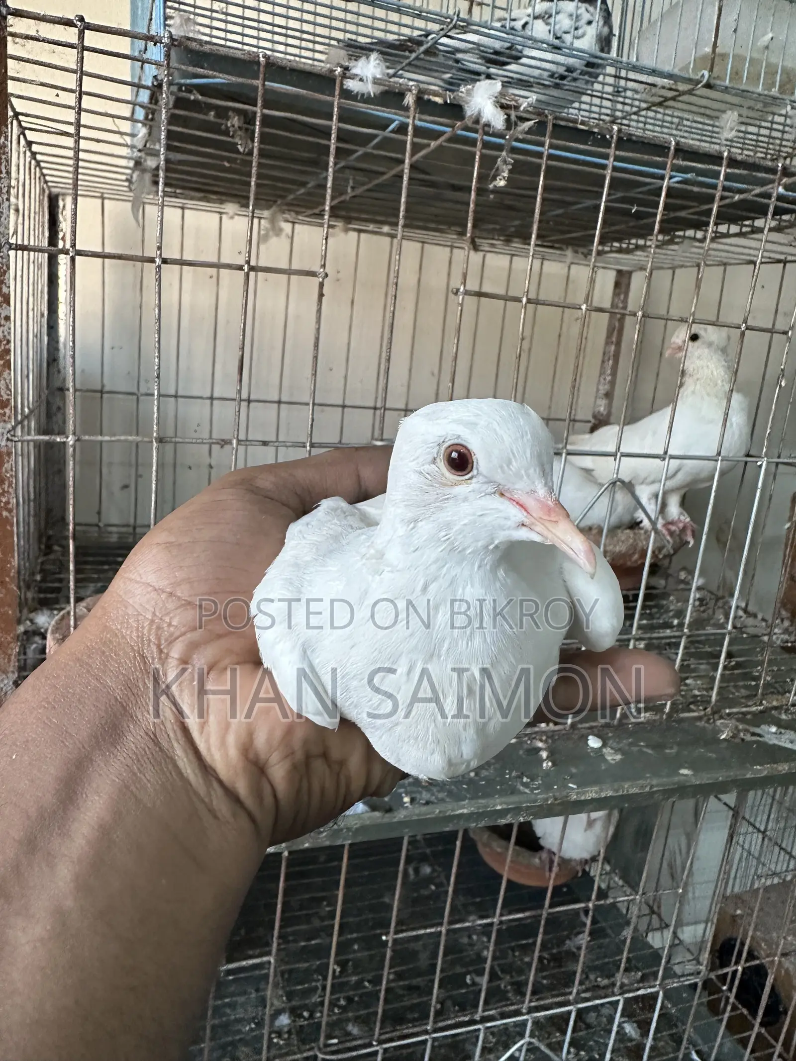 White Dove Adult Pair With Cage