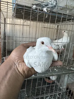 White Dove Adult Pair With Cage