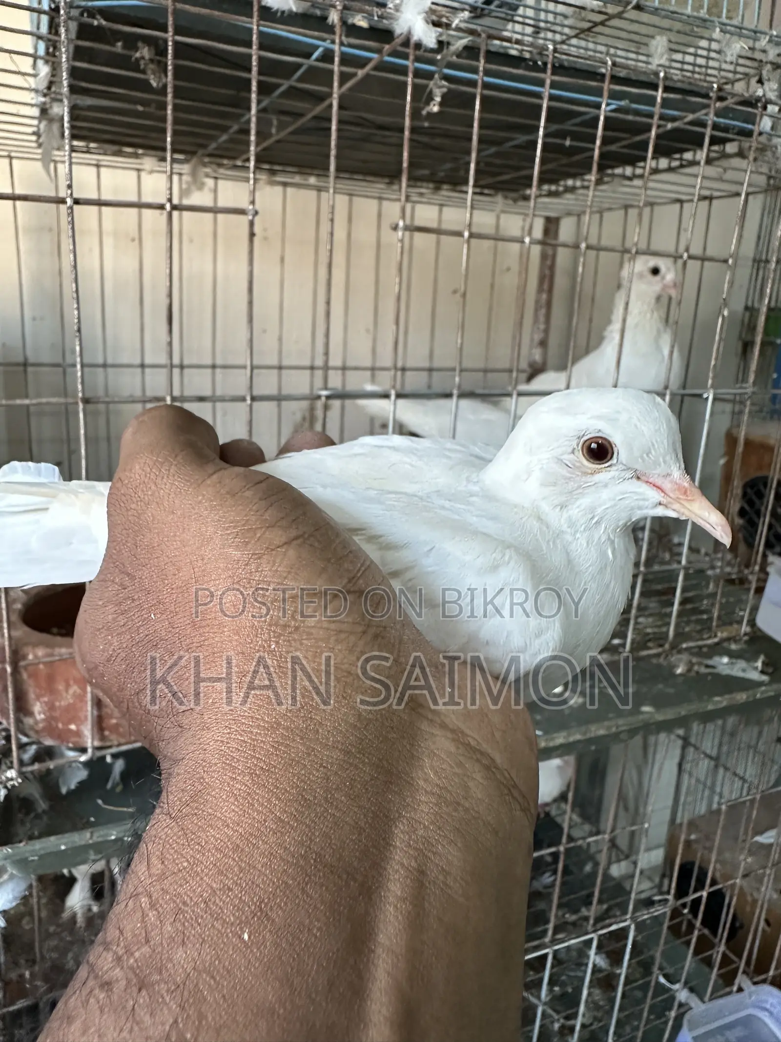 White Dove Adult Pair With Cage
