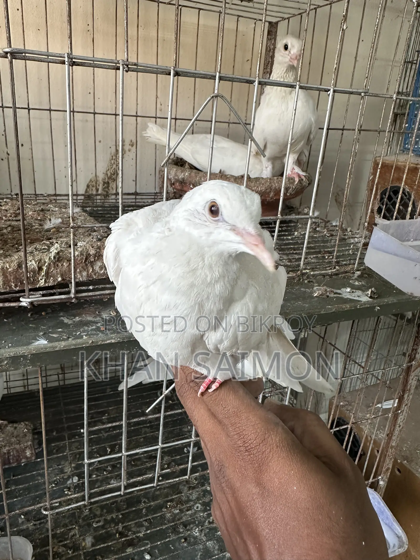 White Dove Adult Pair With Cage