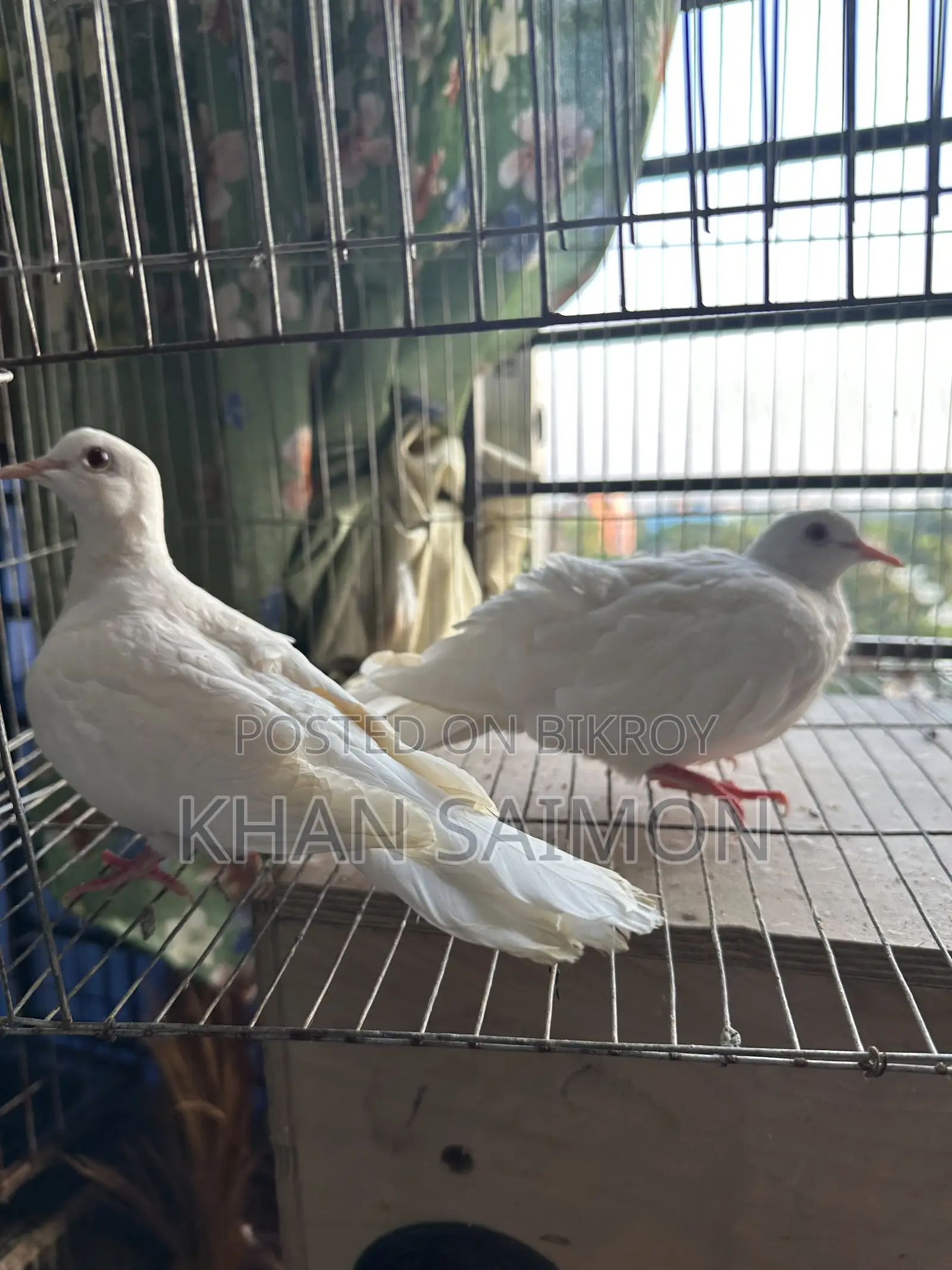 White Dove Adult Pair With Cage