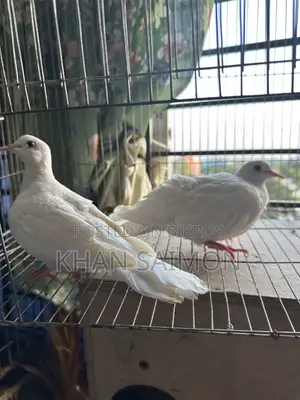 White Dove Adult Pair With Cage