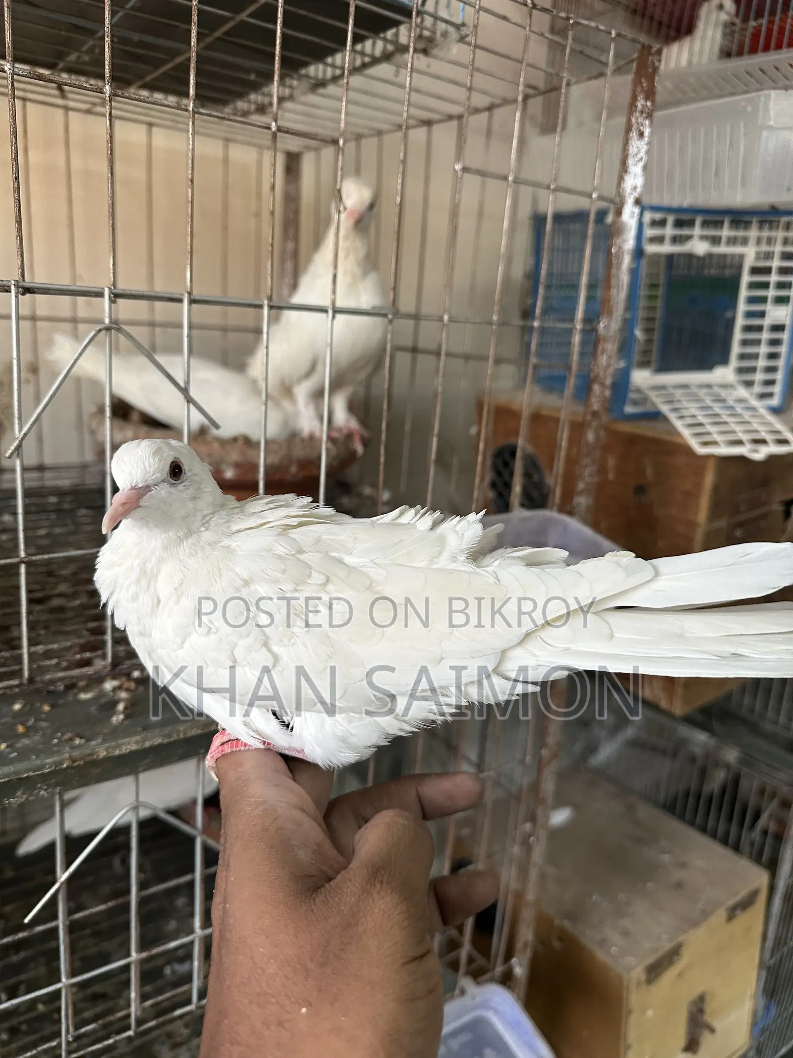 White Dove Adult Pair With Cage